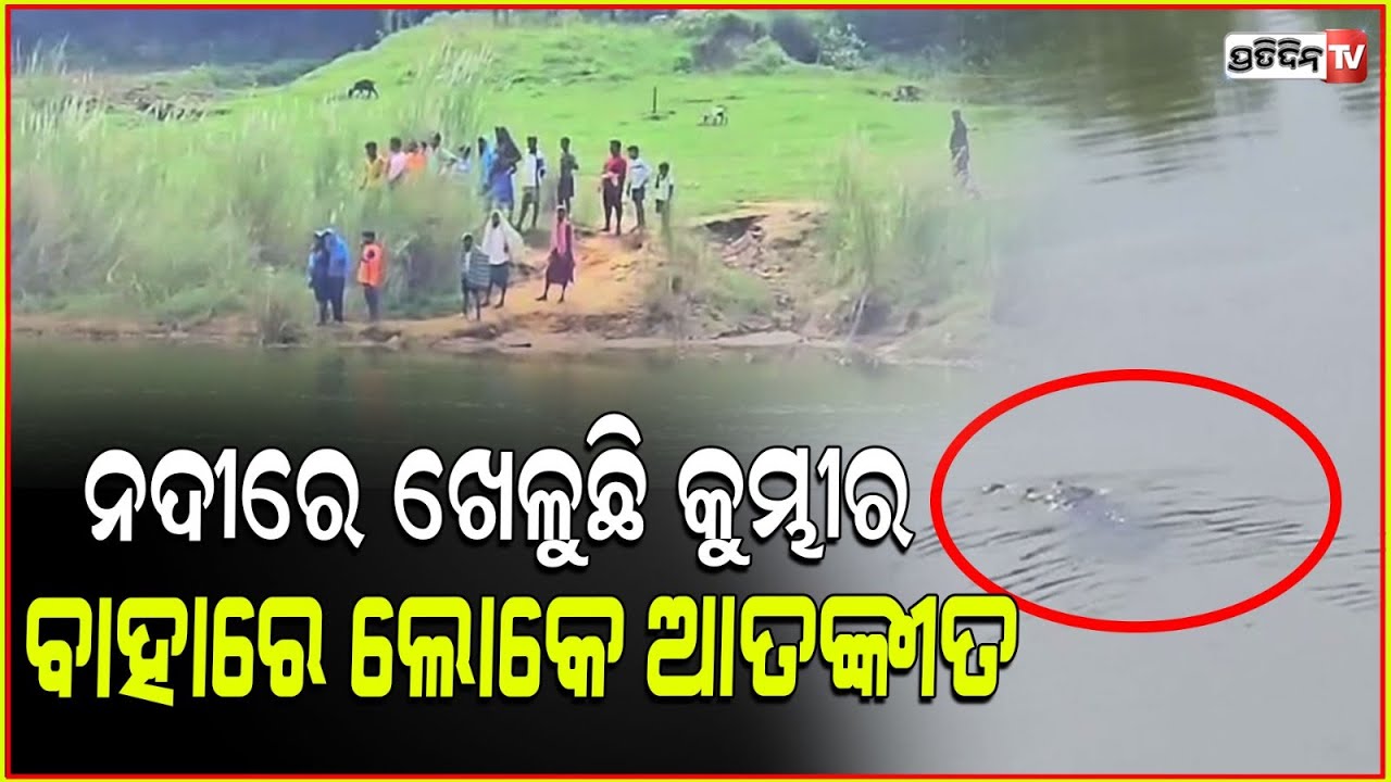 ପିପିଲି ଦୟା ନଦୀରେ ଖେଳୁଛି ମଣିଷ ଖିଆ କୁମ୍ଭୀର , ଲୋକ ଦେଖି ଛାନିଆ। Crocodile Spotted in Daya river, Pipili