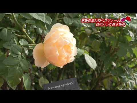 ベルファームのバラ美しく