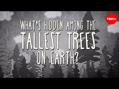 What's hidden among the tallest trees on Earth? - Wendell Oshiro - UCsooa4yRKGN_zEE8iknghZA