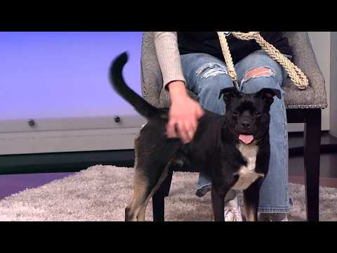 <strong>Sweet</strong> cattle-dog mix needs a forever home