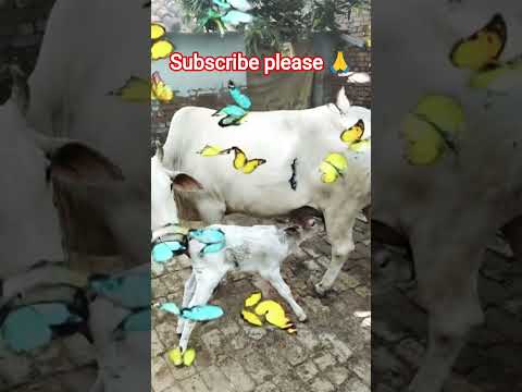 जय गौ माता 🐂🙏#gaonkizindagi #hindisong #cow