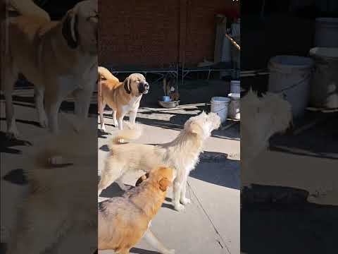 All dogs bowed when king Charles returned after 15 days defeating death || king Charles Crypto