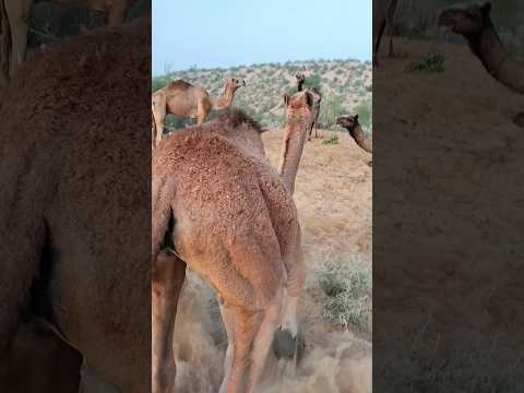 الجمال الطبيعي ومنظر الجمال الرائع في الصحراء 🌵🐪  #viralvideo #animals #camellahomeoflifestyles