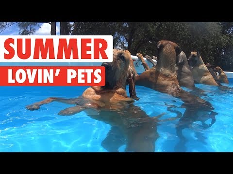 Summer Lovin' Pets Funny Pet Video Compilation 2017 - UCPIvT-zcQl2H0vabdXJGcpg