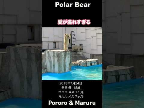 愛が溢れすぎてもうお手上げです！ララと双子のこぐま #ホッキョクグマ #polarbear #shorts