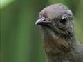 The Amazing Lyrebird of Australia - Unseen Footage...