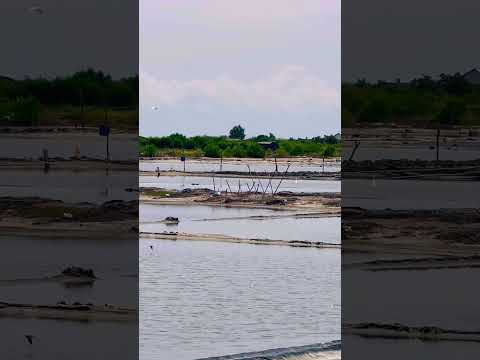 #shortvideo Nay trở về quê đò gác bến rồi.