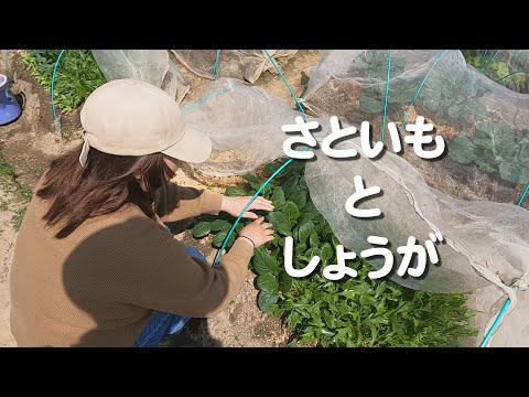 パパファーム～里芋と生姜を植えます