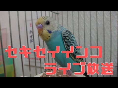 【24時間LIVE】セキセイインコ ライブ放送