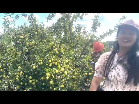 #1152:Mời Cả Nhà Đi Hái Táo Cùng Đại Gia Ngancanada888 Nha Chúc Cả Nhà Một Ngày Cuối Tuần Vui Vẻ .