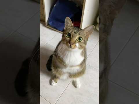 心に響く愛の物語と感情の癒し サムネイル