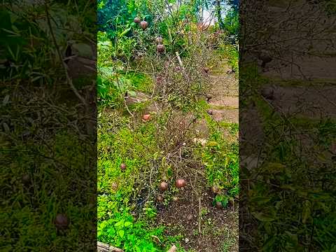 Cây có giá trị cao #shortvideo