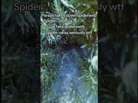 Let the little critters decorate for you #spider #spiderweb #halloween #nature #spookyseason