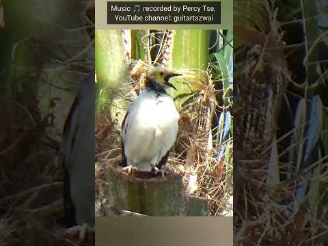 黑領椋鳥熱烈回應遠方同伴 #jalak #jalakgacor #bird #birding #wildlife #公園 #大自然 #生態攝影 #趣味 #野生動物 #nature #cute #hk