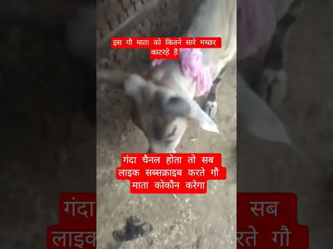 यह गौ माता इस प्रकार क्यों कर रहीहै #100millon #cow #motivation #13million #gaumata #motivational