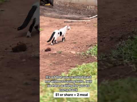 #puppy #adoptstrays please kindly donate something