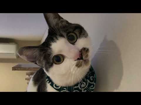 【猫動画】熱中症対策にはニャンコが必要だニャ!〜にゃんともパレード〜#猫動画#猫#441
