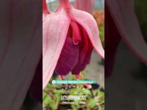 ✨ Fuchsia ‘Berba's Happiness’ : Grosse fleur double aux panachures exceptionnelles #fuchsiaflower
