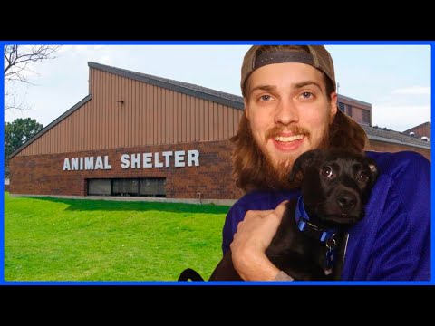 I RESCUED A PUPPY! In this video, I introduce you guys to my new puppy, Bo! Thanks for watching, & be sure to like & su