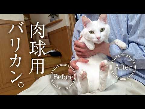 超人懐っこい性格の白猫は、バリカンもお利口に耐えられるのか?