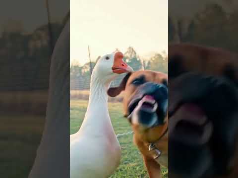 Goose Pranks Doghouse with a Live Firecracker! (Chaos Ensues) 💣💥🐕💨
