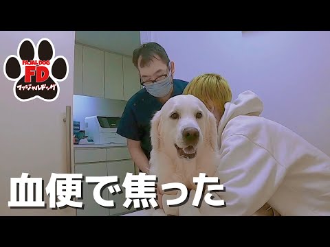 【大型犬５匹】普段 病院に行かない子はこうなります。