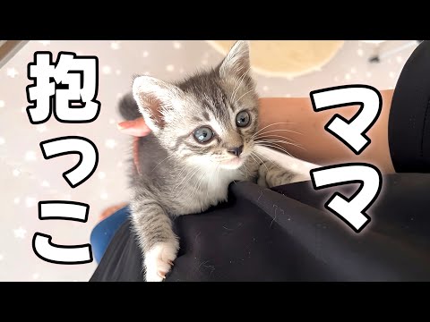 ママの足に何度も登ってくる超甘えん坊の子猫が可愛すぎましたw