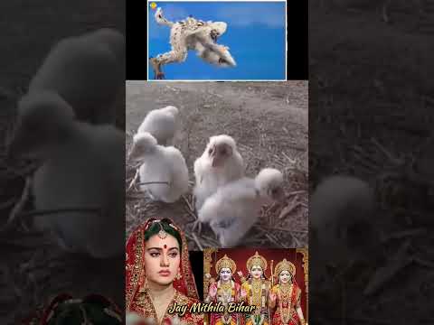 यही पक्षी माँ सीता की रक्षा की थी🚩♥️#ram​#rammandirayodhya​ #ramayan​ #hindu​ #hanuman​#sita​ #reel​