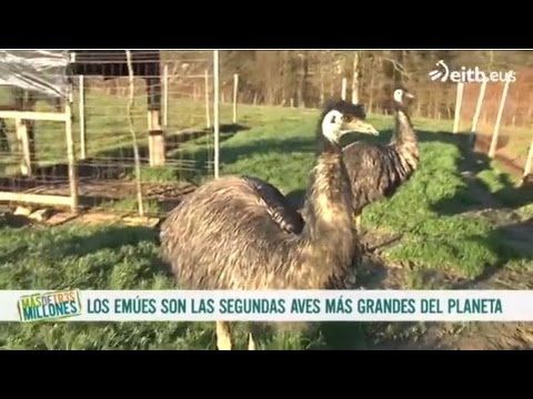 Visitamos una granja de emús - UCOHCRQDAr9HC5d59XvziJFQ