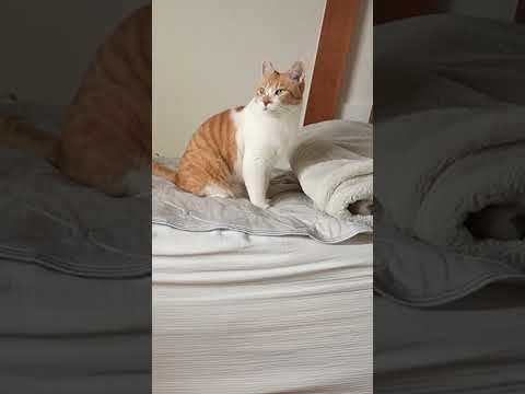 猫の動画サムネイル - 大好きな兄ちゃんが旅行へ行く日#元野良猫チャチャ #猫武将 #ネコ #ねこ #猫 #cat