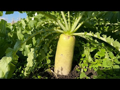 【ダイコンの育て方】大根が大きく育つ成功の秘訣は種まき時期です!(大根の種まき時期〜育て方のコツ)25/9/14