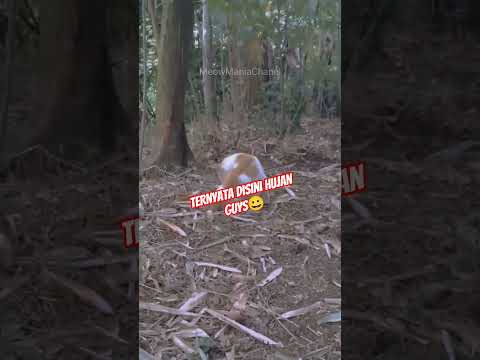 Hujan ternyata disini catlover#cat #catlovers