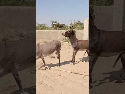donkey short clip| mein tou chalya music | #jawan #song #bollywood #music #newsong #animals #srk