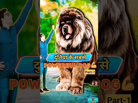 Top10 Powerful Mastiff Dogs🐶🔥||#mastiff #top10 #dogexplorer