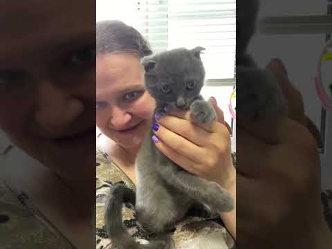 У нашего кота День Рождения #кошки