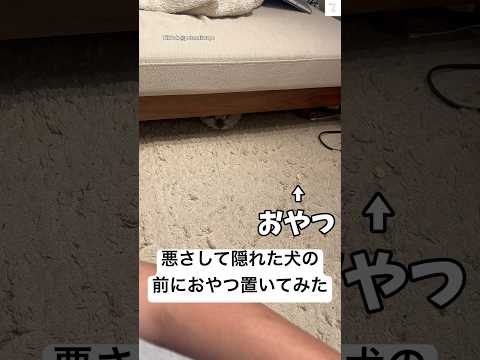 犬のいたずら後に起こる笑える瞬間！おやつを置いたらどうなる？ サムネイル