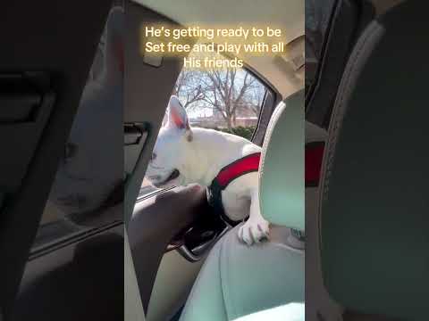 Sir Winston is getting close to Tucker’s Tap Yard, and he knows it! #frenchbulldog #excited #funny