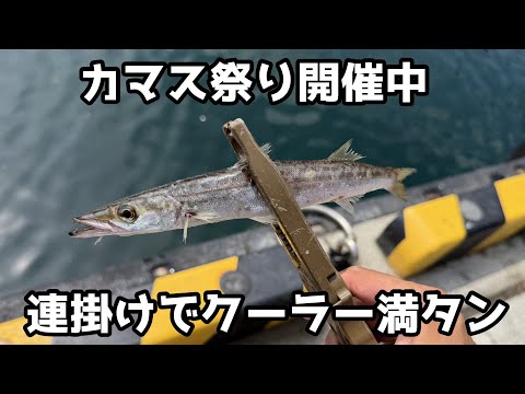 カマス祭り開催中 連掛けでクーラー満タン