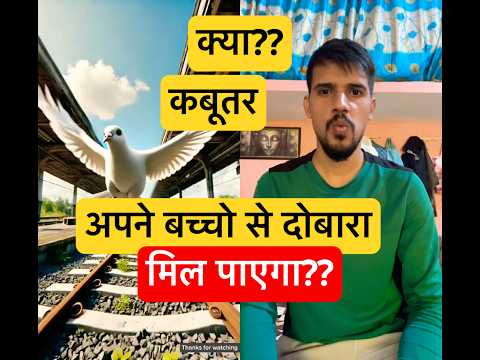 क्या कबूतर 🕊️ अपने बच्चो से दोबारा मिल पाएगा? #shorts #trending #kabutar