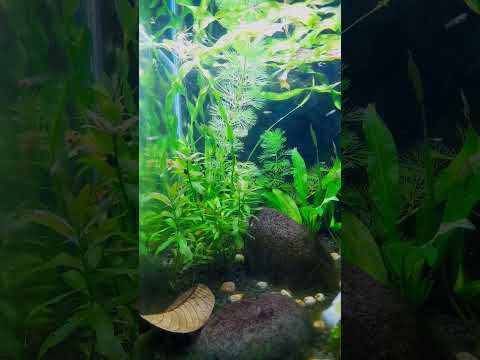 guppies that don't eat fry?! Adult guppies do eat their fry. But my guppies, they don't. Why? just watch the video to get the ide