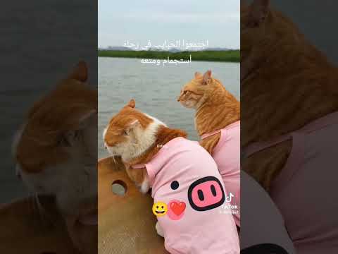 فى لمه حلوه زى دى