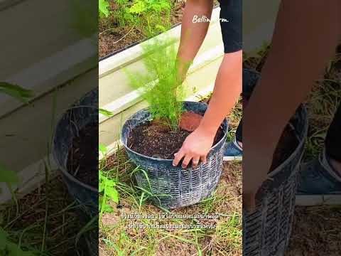 ทำให้หน่อไม้ฝรั่งออกหน่อด้วยวิธีตัดใบ ☀️ คลิปเต็มอยู่ใน YouTube: BellinFarm EP.6 #VLOG #Bellinfarm