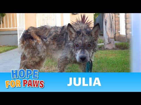 Julia: a wolf?  a coyote?  a dog?  This rescue is a MUST SEE! - UCdu8QrpJd6rdHU9fHl8J01A