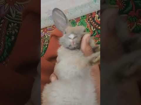 खरगोश वाला