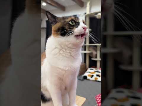 猫が絶対にフレーメンしてしまう裏技がこちらです。　#shorts   #猫 #cat #保護猫 #三毛猫
