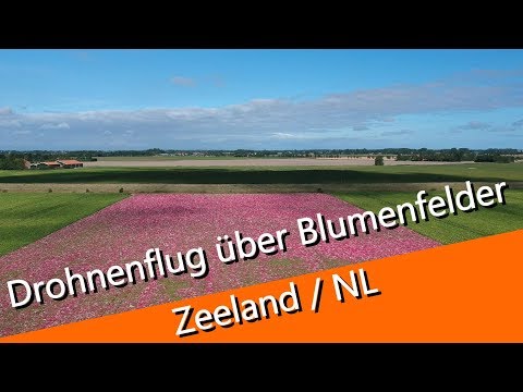 DJI - Spark : Drohnenflug über ein Blumenfeld in Zeeland / NL - UCNWVhopT5VjgRdDspxW2IYQ