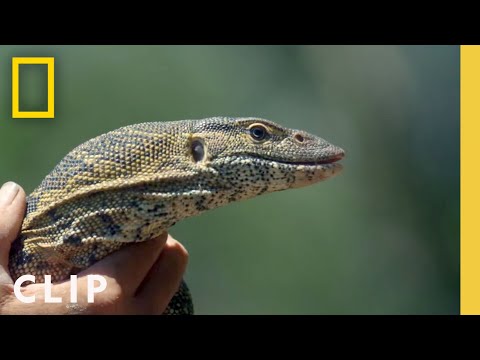 Hanging out with a monitor lizard | Primal Survivor: Extreme African Safari