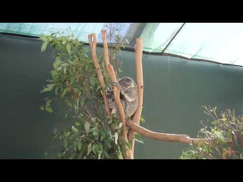 コアラのママと赤ちゃん＠オーストラリア　ママはやっぱりすごい！？