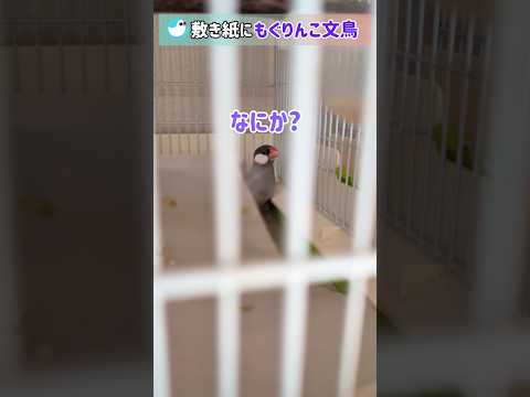 敷き紙に「もぐりんこ」してる文鳥を呼んでみた #文鳥 #birds #shorts