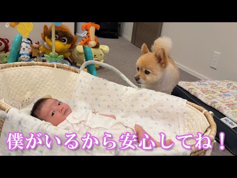 赤ちゃんの様子を常に心配するポメラニアンの見守り育児